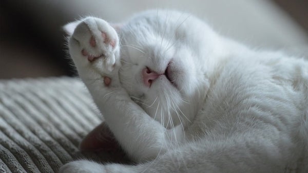 Esta es la tierna gatita que aprendió a decir 'mamá'