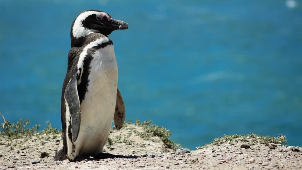 Pingüinos tenían la estatura promedio de una persona