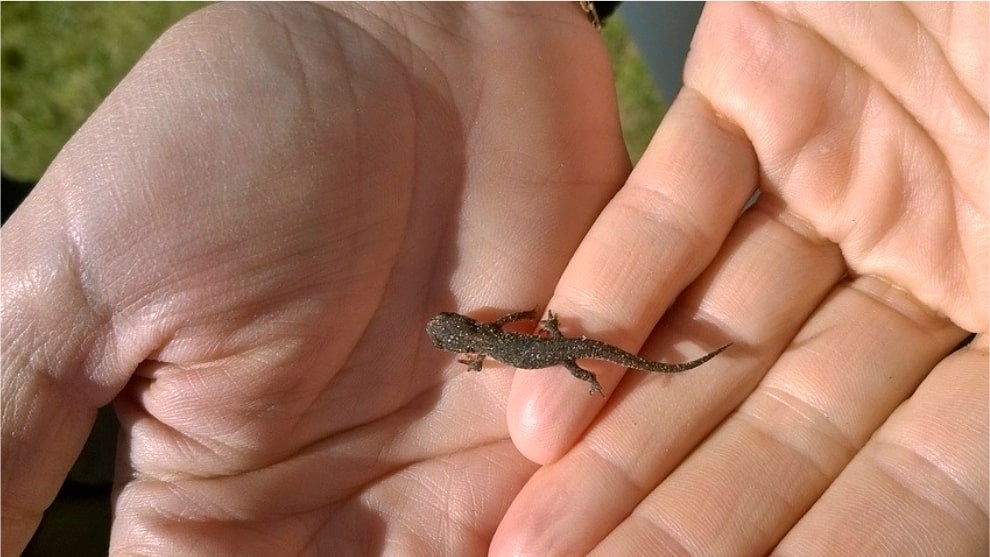 Científicos identifican que los humanos pueden regenerar tejidos como las salamandras