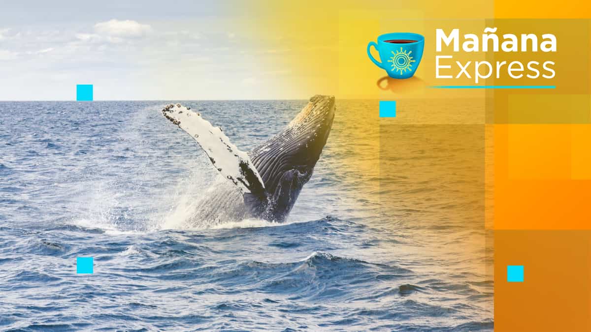 Colombia está nominada a World Travel Awards en la categoría de avistamiento de ballenas