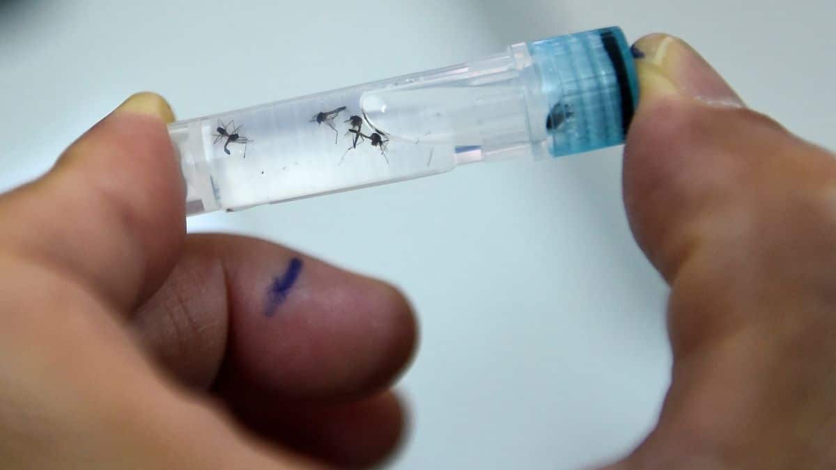 Coronadengue: Nueva alerta de salud pública en Suramérica