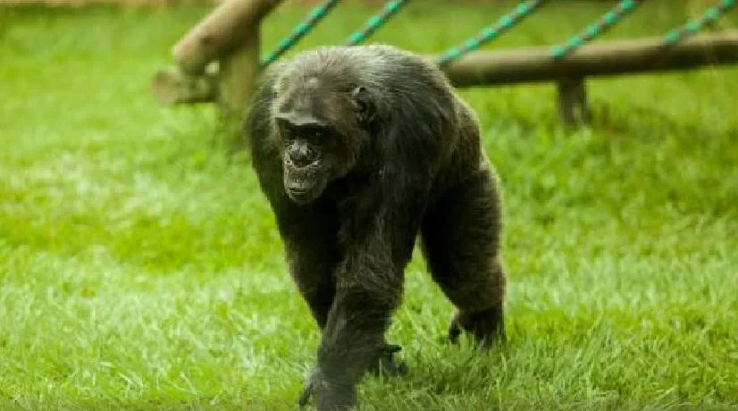Procuraduría pide aclarar muerte de chimpancés Pereira