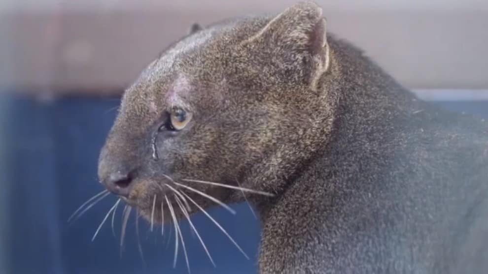 #NoEstánSolos: espectacular registro de un puma que ingresó accidentalmente a condominio