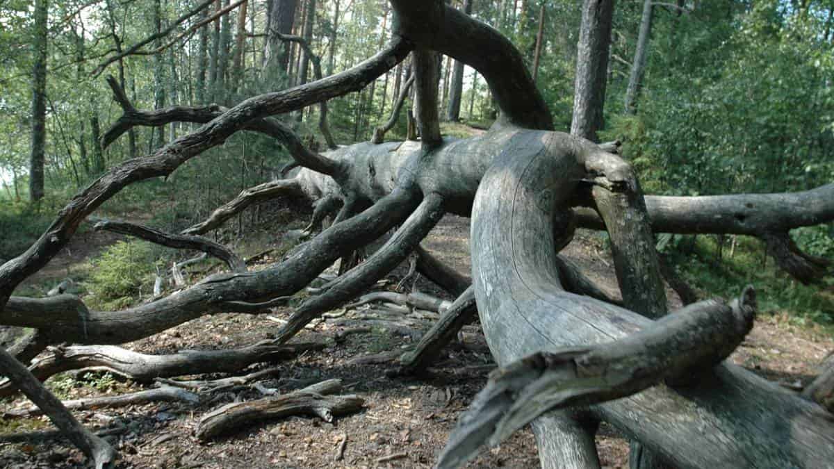 Mujer murió luego de que le cayera encima la rama de un árbol ...