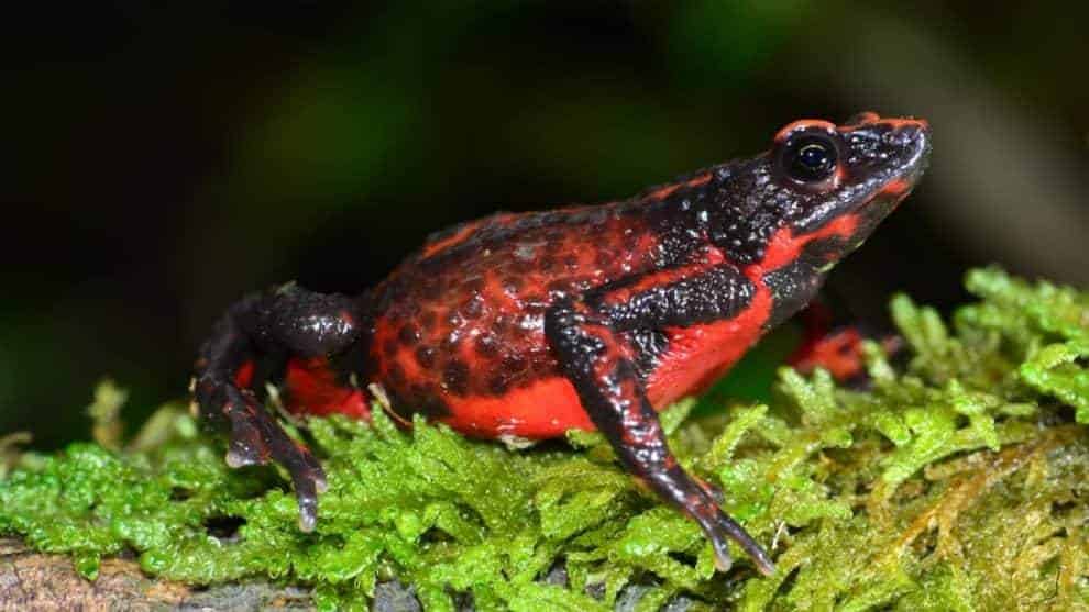 Colombia está entre finalistas de importante concurso internacional de medio ambiente