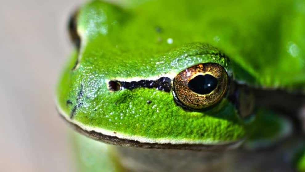 La escuela que usa ranas sintéticas para procesos de disección