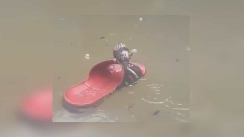 Video de rata que navega en México a bordo de una chancla