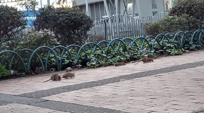 Ratas preocupan la salud pública en Bogotá