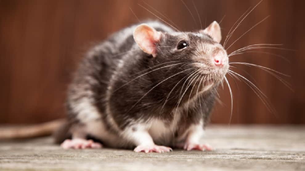 VIDEO: las ratas que aprendieron a manejar para conseguir comida