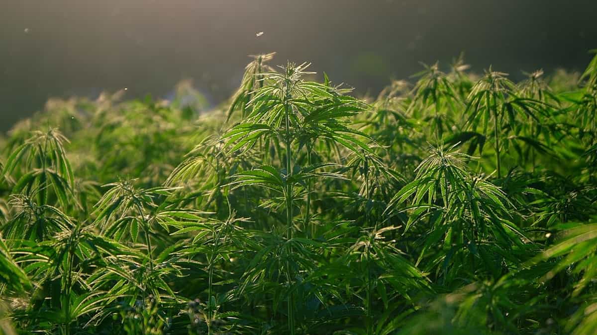 Marihuana en México