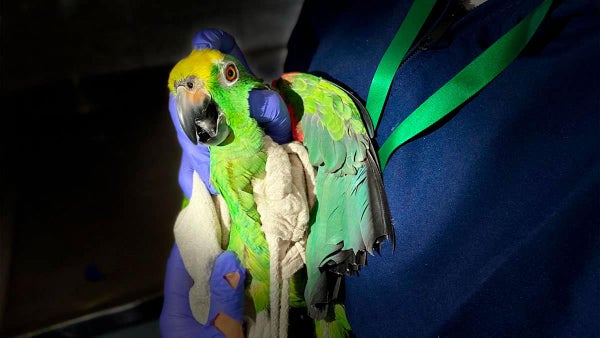 Rescatan fauna silvestre transportada de manera ilegal este Puente de Reyes