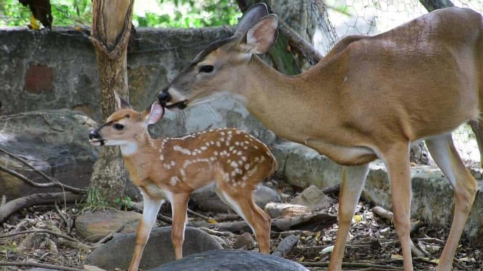 #NoEstánSolos: nace cría de especie de venado en peligro de extinción