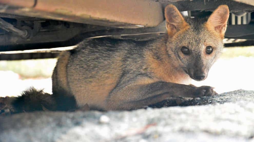 #NoEstánSolos: rescatan a zorro cangrejero en pleno corazón de Ibagué