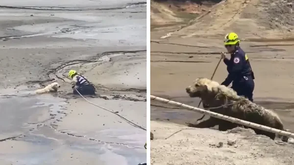 Así fue el heroico rescate de 'Bruno', el perrito que había quedado atrapado en la represa de Guatapé