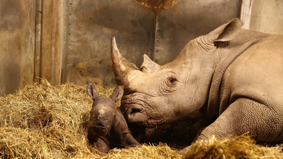¡Bienvenido al mundo! Nace rinoceronte blanco en Copenhague