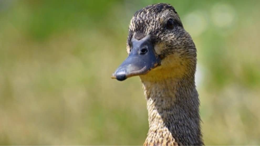 La risa "malvada" de un pato que se volvió viral en redes sociales