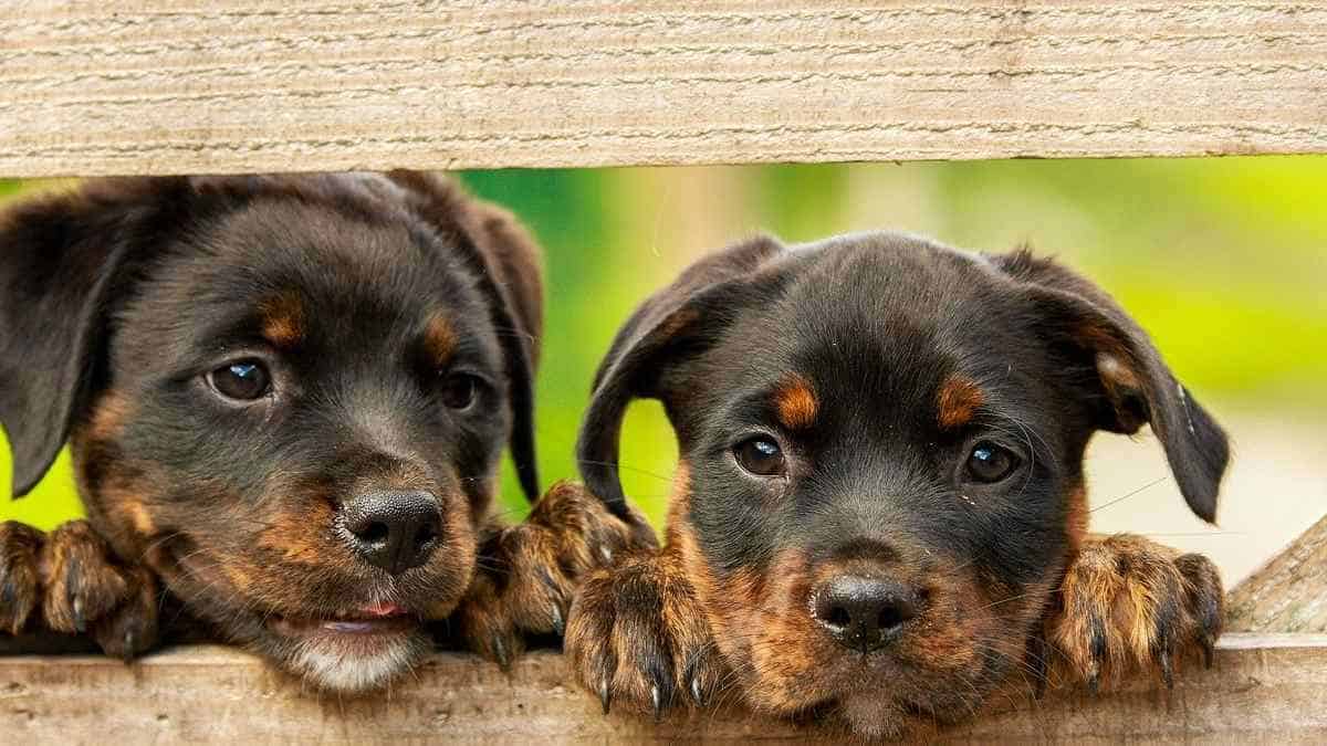 Exorcismo para perros