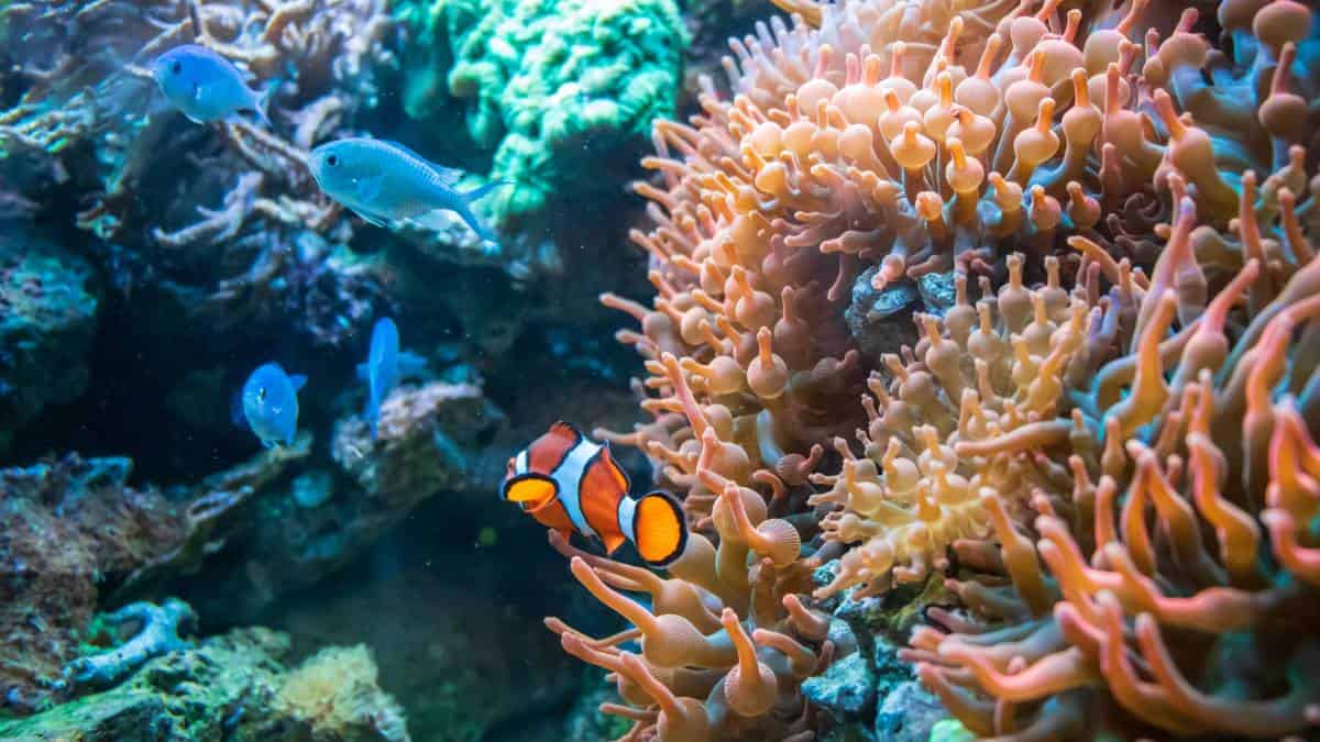 Corales en San Andrés necesitarían reconstrucción