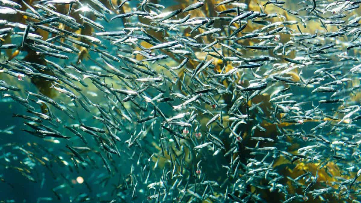 Comenzó la fascinante carrera de sardinas en el océano Índico
