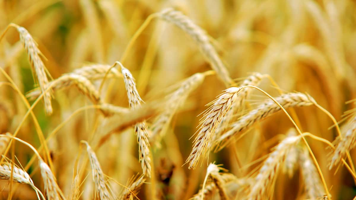 El precio del trigo alcanza números históricos