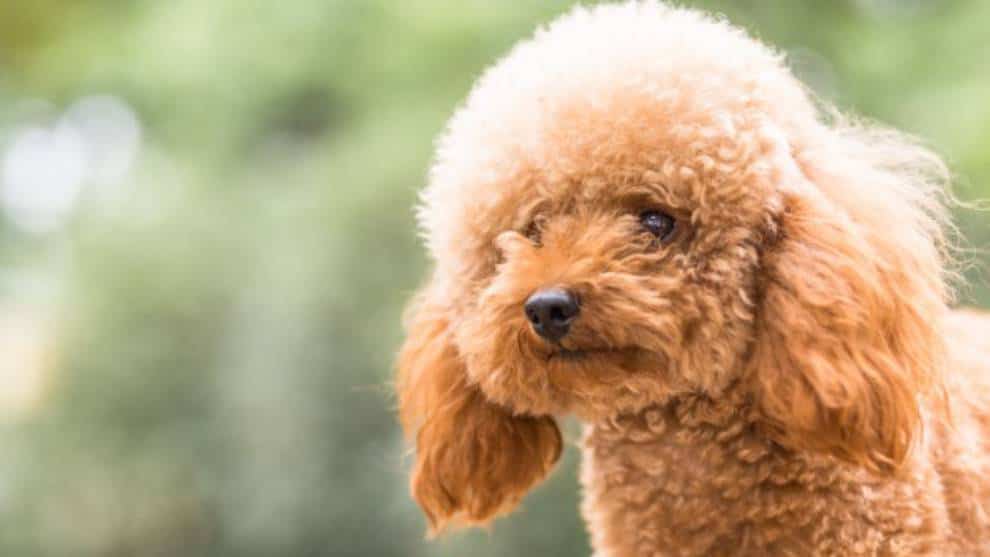 Se robó un perro para dárselo a su novia en San Valentín