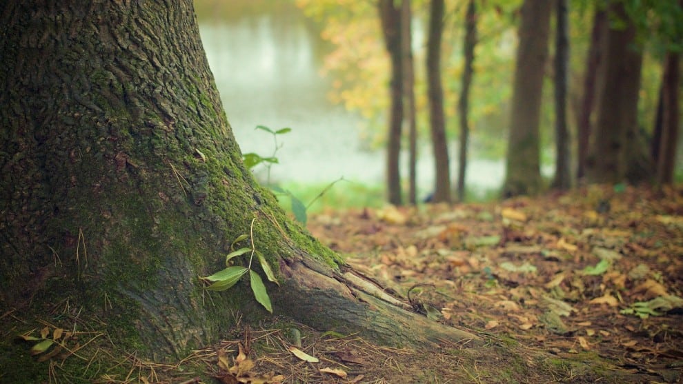 Sembratón histórico en Colombia