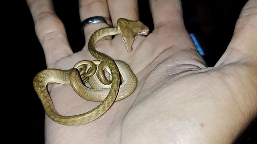 La serpiente de dos cabezas que fue encontrada en Indonesia