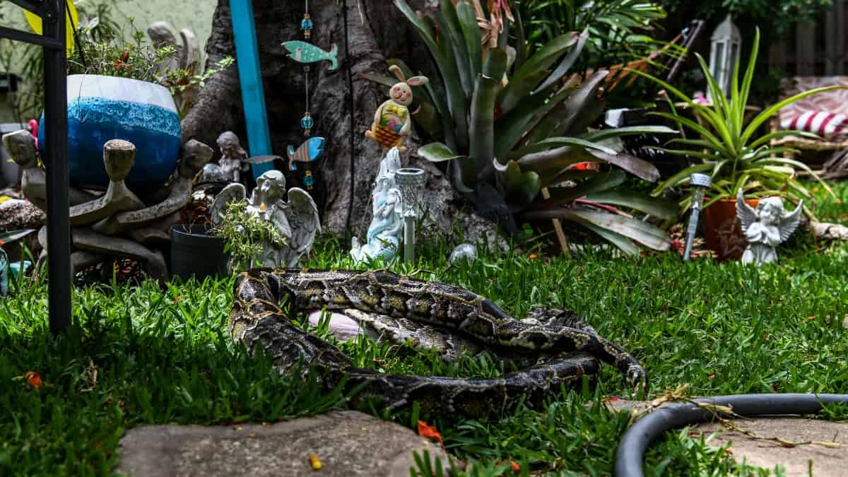 Hombre fue hallado sin vida rodeado por más de 100 serpientes en Estados Unidos