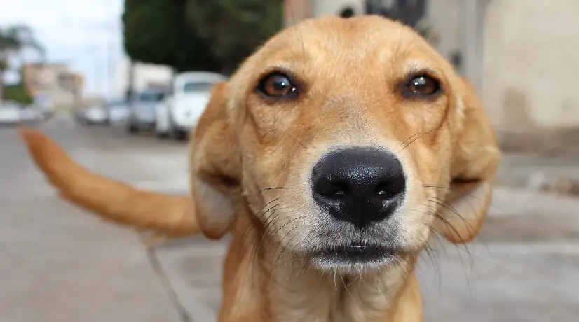 Foto: Pixabay Servicio social ciudando perros abandonados