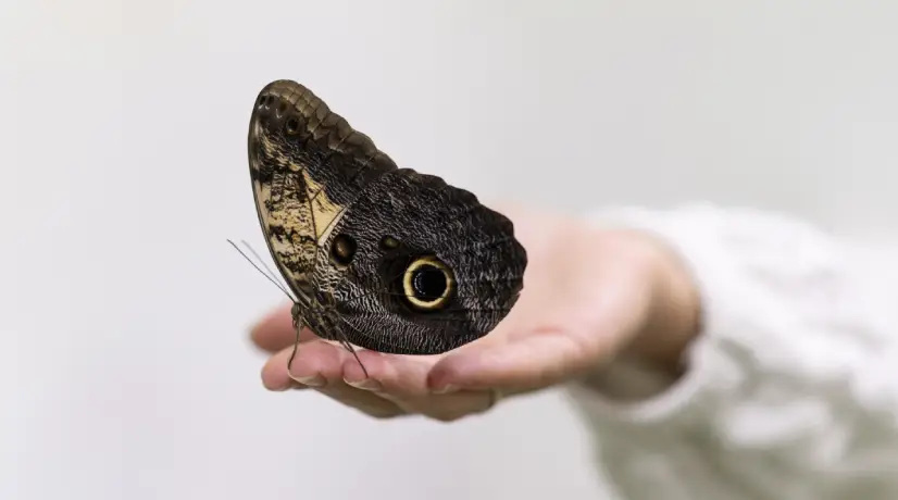 ¿Qué simboliza la presencia de mariposas negras en el hogar? Esto dicen las creencias
