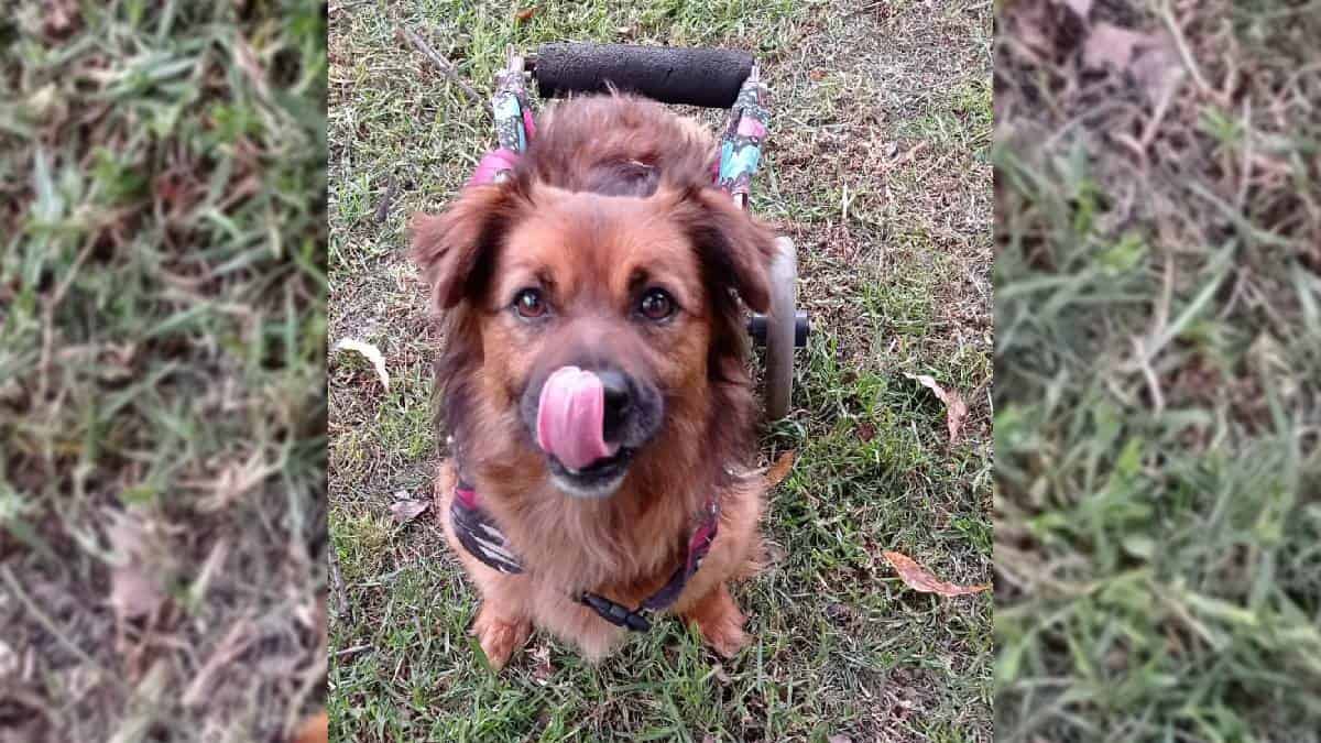 La fundación que da segundas oportunidades a perros con problemas de movilidad