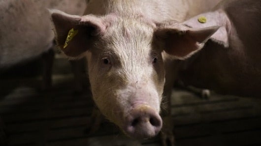 Foto: NoticiasRCN.com