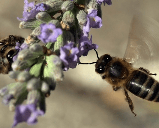 Europa tiene un déficit de 13,4 millones de colonias de abejas. Foto: AFP