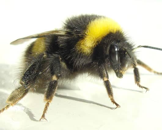 Un abejorro tiene aproximadamente el tamaño de un pulgar humano. Foto: Archivo.