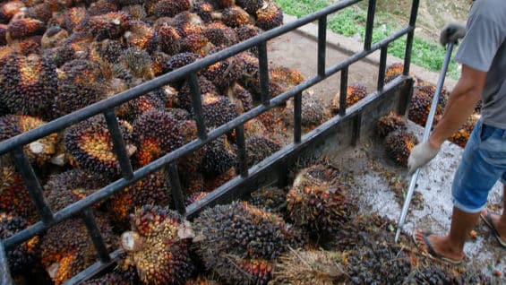 Colombia es el cuarto productor mundial de aceite de palma. Foto: AFP
