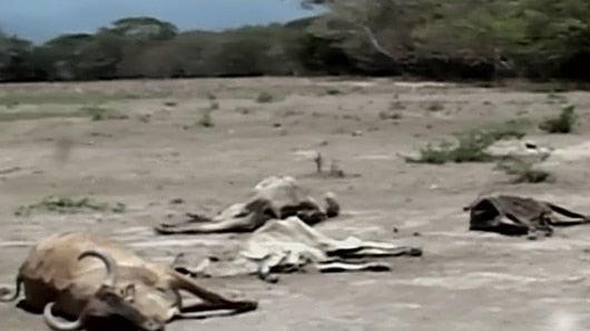 En la capital del país el agua se estaba recolectando en el Parque Nacional.