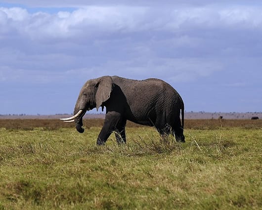 Esta especie puede considerase extinta en Senegal, Somalia y Sudán. Foto: AFP