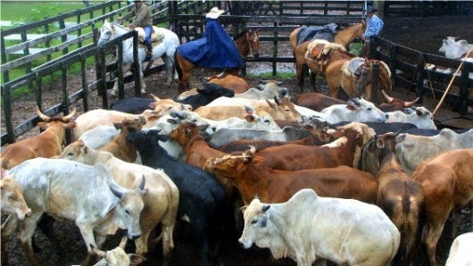 El Gobierno informó el pasado 24 de junio que detectó un foco de aftosa en una hacienda ganadera de Arauca. Foto: PABLO BURGOS / AFP