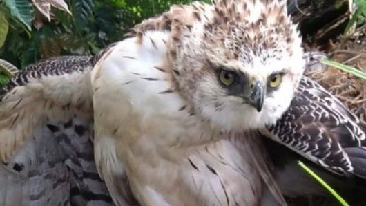 El águila falleció.