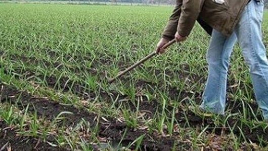 Según la Fiscalía, las personas acusadas tenían la intención de acceder a los subsidios. Foto: RCN La Radio.