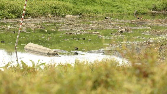 Los humedales cumplen una labor muy importante en el ecosistema de Bogotá y son reguladores hídricos. foto Alcaldía de Bogotá.