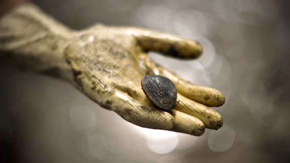 Según el estudio, no hay riesgo de que los humanos contraigan cáncer por consumirlas. Foto: AFP.