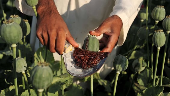 Afganistán sigue siendo el principal productor de Amapola del mundo. Foto: AFP