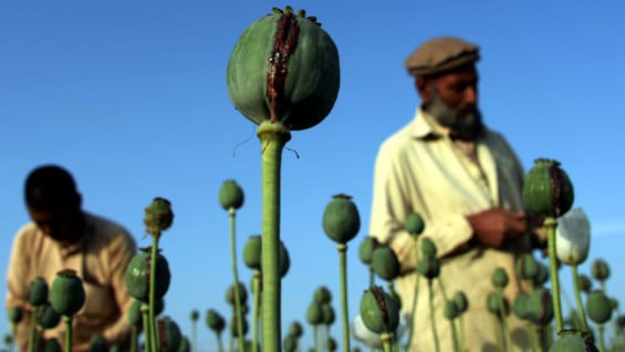 Cultivo de amapola en Afganistán. Foto: AFP