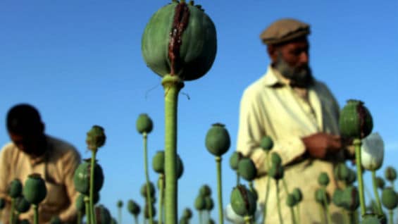 Cultivo de amapola en Afganistán. Foto Archivo AFP