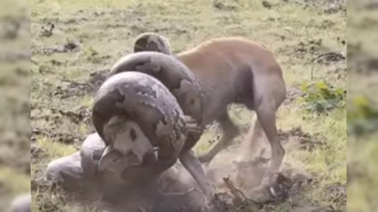 Foto: Captura de pantalla