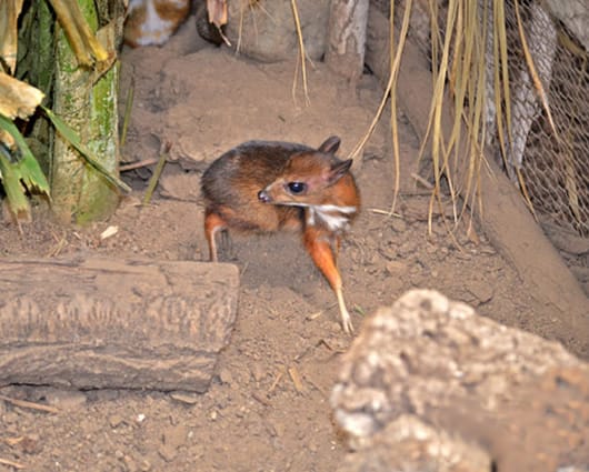 En Europa sólo hay 40 especies. Foto: zoológico Bioparc