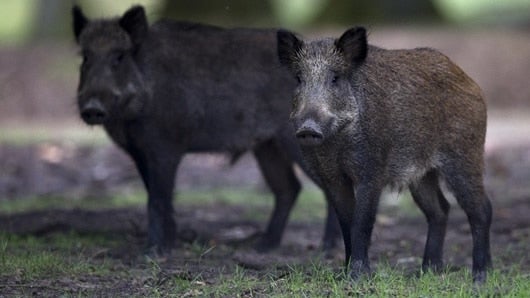 Por regiones, la zona más afectada es América Latina (-83% de especies). AFP