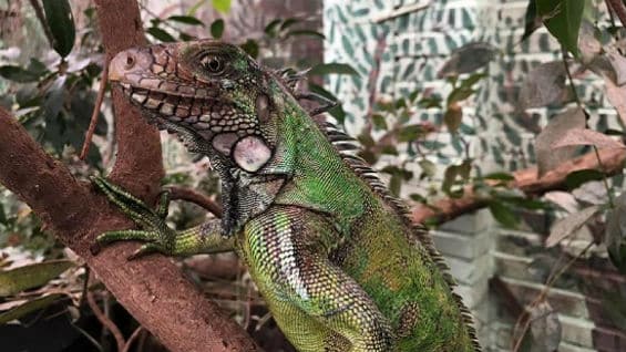 El traslado de los 122 animales será apoyado por biólogos, zootecnistas y las personas que cuidaron de estas especies durante el proceso de recuperación y rehabilitación. Foto Alcaldía de Bogotá