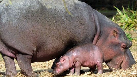 Se cree que decenas de hipopótamos se desplazan por el Magdalena medio.